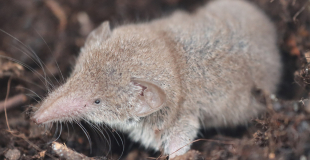 Musaraigne, insectivore allié du jardinier